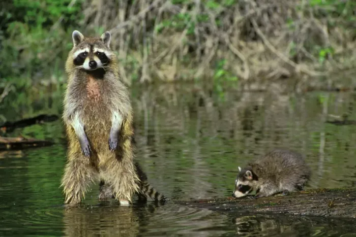 Framed Print : Raccoon - mother with young. Mu105 Framed Print : Raccoon - mother with young. Mu105