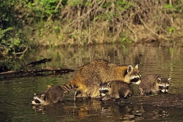 Raccoon - mother with young. Western U. S. A. MU102