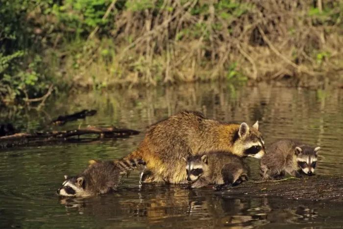 Framed Print : Raccoon - mother with young. Western U. S. A. MU102
