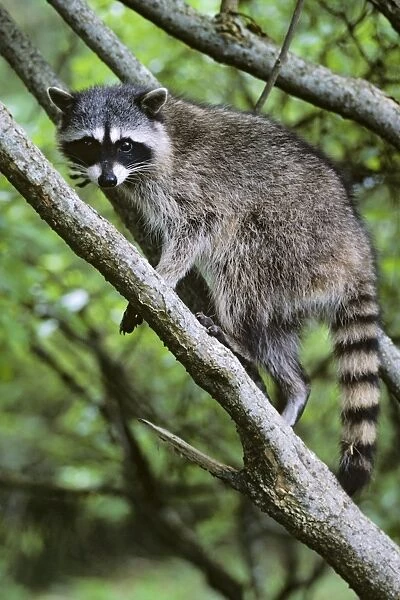 Raccoon Olympic National Park, Washington, USA. MU119