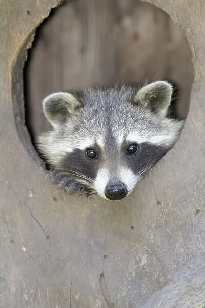 Raccoon - peering out of entrance to den - Hessen - Germany