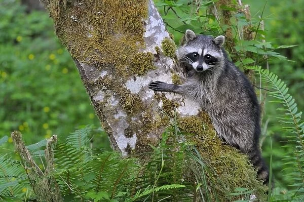 Raccoon - on side of red alder tree in an alder tree grove (often referred to as an alder bottom) along the Queets River, Olympic National Park (rain forest), WA. USA Summer _C3B2592