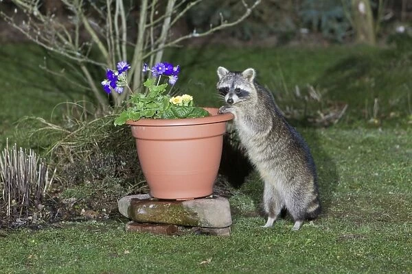 Raccoon - searching for food in garden plan pot - Lower Saxony - Germany