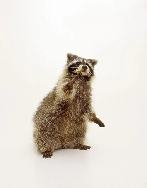 Raccoon - standing on hind legs