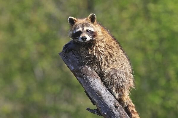Raccoon - on tree stump. Minnesota - USA