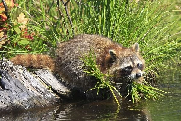 Raccoon - by water. Minnesota - USA