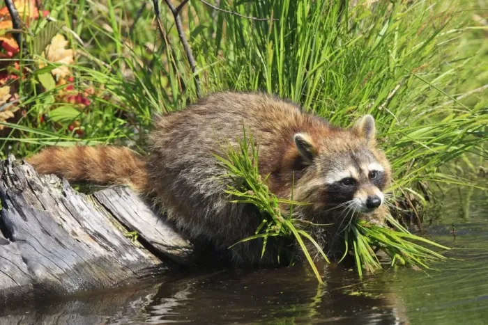 Framed Print : Raccoon - by water. Minnesota - USA Framed Print : Raccoon - by water. Minnesota - USA
