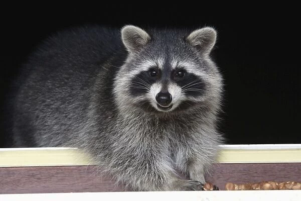 Raccoon - On window-sill, eating hazel nuts. Lower Saxony, Germany