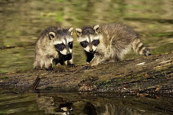 Raccoon - young cubs waiting for mother as she hunts along edge of pond. Western U. S. A. MU88