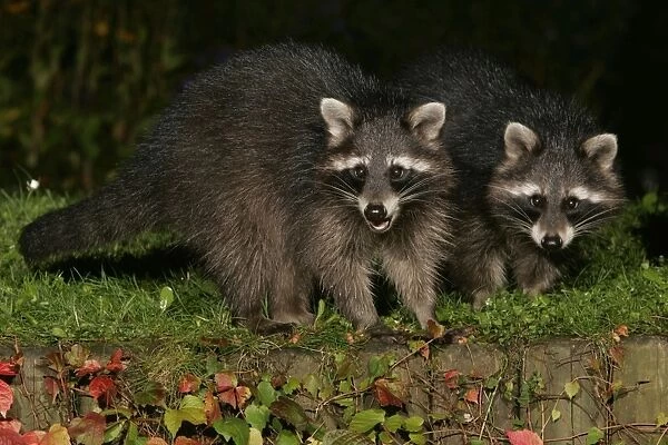 Raccoons - In garden at night, searching for food in autumn. Lower Saxony, Germany