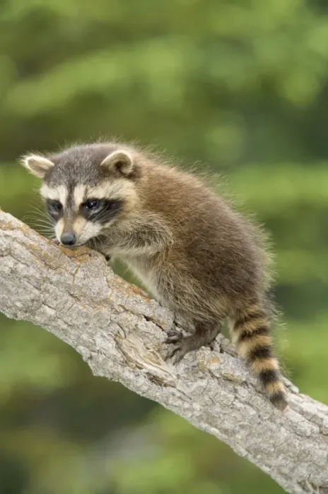 Framed Print : Racoon. WAT-3843. RACCOON - ON BRANCH. Procyon lotor Framed Print : Racoon. WAT-3843. RACCOON - ON BRANCH. Procyon lotor