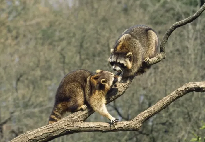 Framed Print : Racoon - two on branch Framed Print : Racoon - two on branch