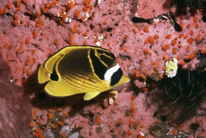 Framed Print : Racoon Butterfly Fish Great Barrier Reef Framed Print : Racoon Butterfly Fish Great Barrier Reef