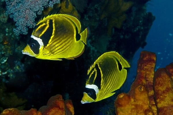 Racoon Butterflyfish Generally seen in pairs this fish can also at time aggregate in large groups possibly when feeding. Indonesia