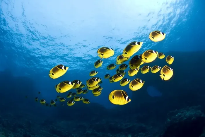 Framed Print : Racoon Butterflyfish - Maui Framed Print : Racoon Butterflyfish - Maui