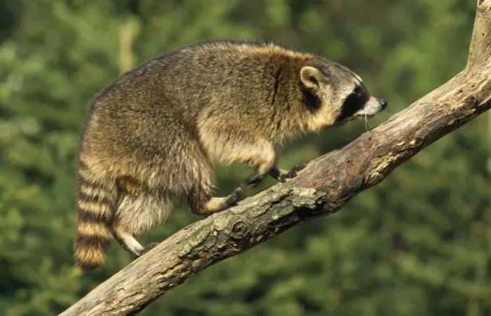 Framed Print : Racoon - clinbing branch Framed Print : Racoon - clinbing branch