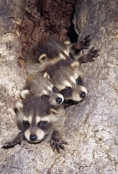 Racoon - cubs in tree den North Eastern USA