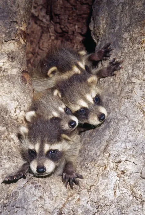 Framed Print : Racoon - cubs in tree den North Eastern USA Framed Print : Racoon - cubs in tree den North Eastern USA