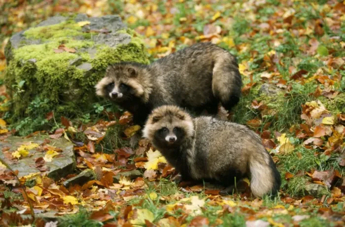 Framed Print : Racoon Dog - among autumn leaves Framed Print : Racoon Dog - among autumn leaves