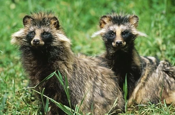 Racoon Dogs SM 1437 Two Racoons Nyctereutes procyonoides © S. Meyers  /  ARDEA LONDON
