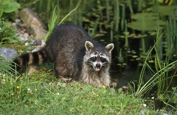 Racoon - at garden pond