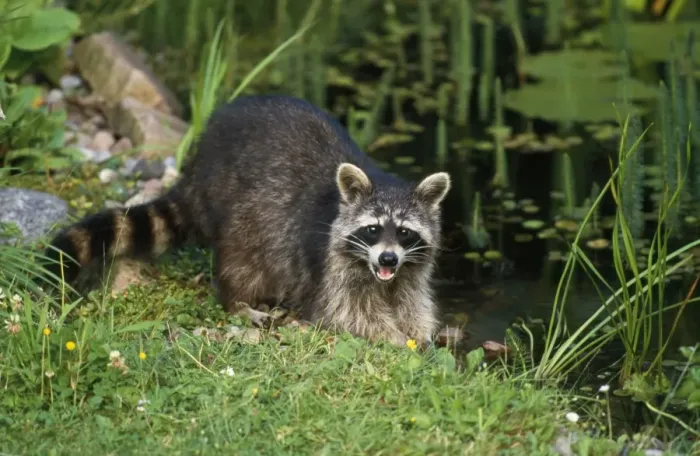Framed Print : Racoon - at garden pond