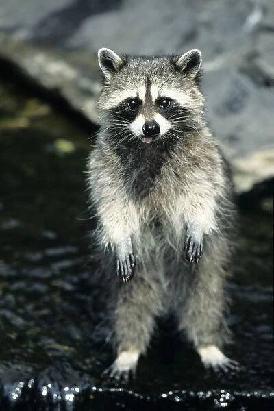Racoon - standing on back legs in water, begging Lower Saxony, Germany
