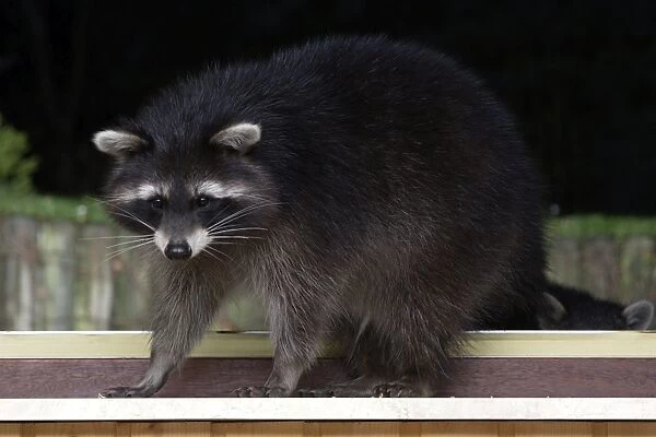 Racoon - Wild living Racoon enticed to house basement window with food, standing on window-sill waiting to be fed