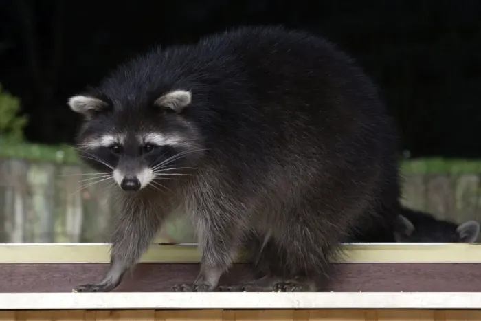Framed Print : Racoon - Wild living Racoon enticed to house basement window with food, standing on window-sill waiting to be fed Framed Print : Racoon - Wild living Racoon enticed to house basement window with food, standing on window-sill waiting to be fed