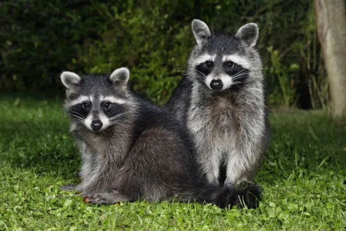 Framed Print : Racoons - Female with cub in garden at night Lower Saxony, Germany