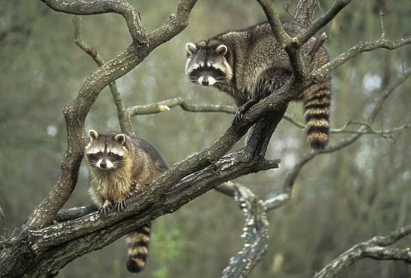 Racoons SM 1067 x 2 in tree Procyon iotor © Stefen Meyers  /  ardea. com