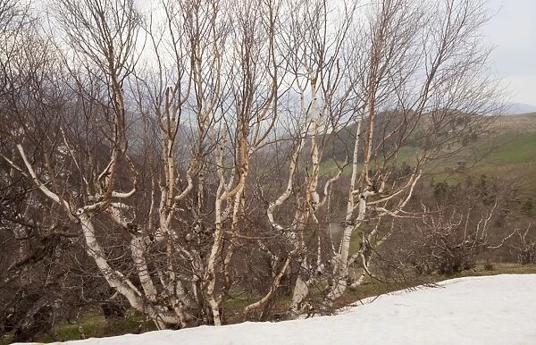 Radde's Birch trees - high in the Lesser Caucasus, Georgia