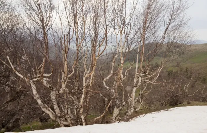 Framed Print : Radde's Birch trees - high in the Lesser Caucasus, Georgia Framed Print : Radde's Birch trees - high in the Lesser Caucasus, Georgia