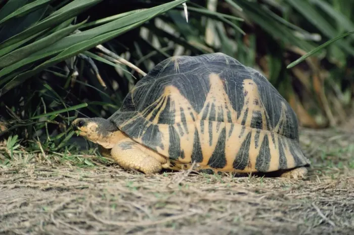 Framed Print : Radiated Tortoise - eating leaf Framed Print : Radiated Tortoise - eating leaf