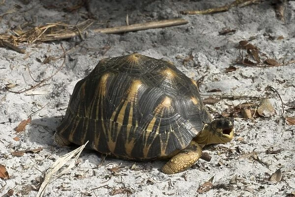 Radiated tortoise, Madagascar