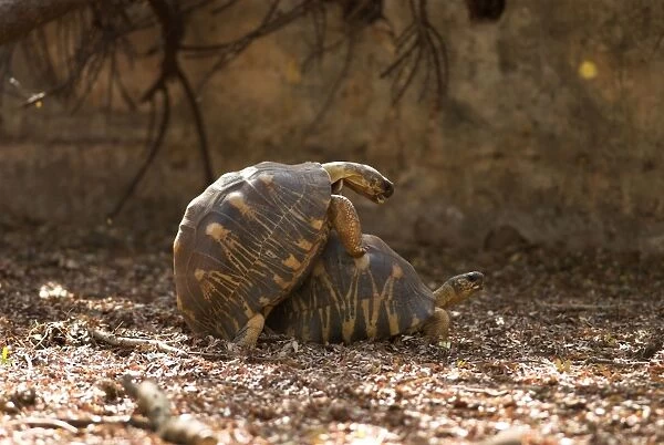 Radiated tortoises mating. Captive. Berenty, Madagascar