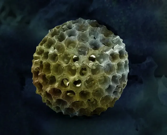 Framed Print : Radiolarian Framed Print : Radiolarian