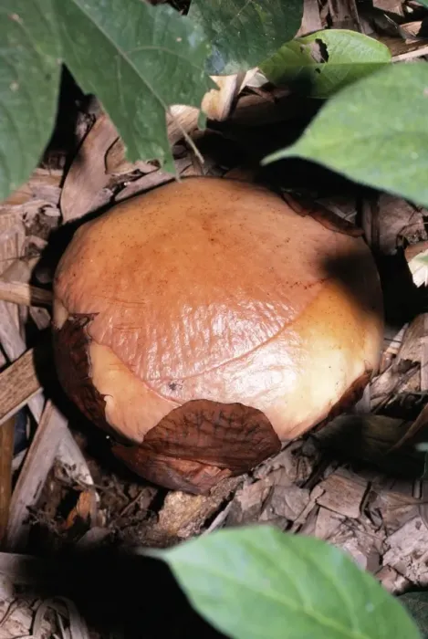 Framed Print : Rafflesia - Flower prior to petals opening Framed Print : Rafflesia - Flower prior to petals opening