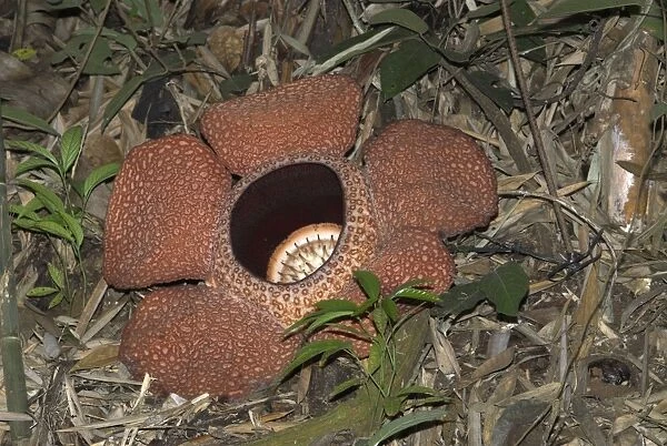 Rafflesia keithii Borneo