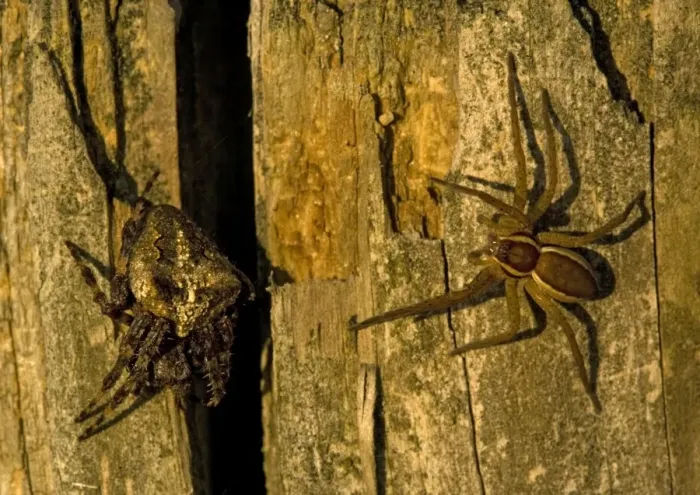 Framed Print : Raft Spider Framed Print : Raft Spider