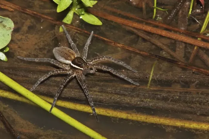 Framed Print : Raft Spider (Dolomedes)