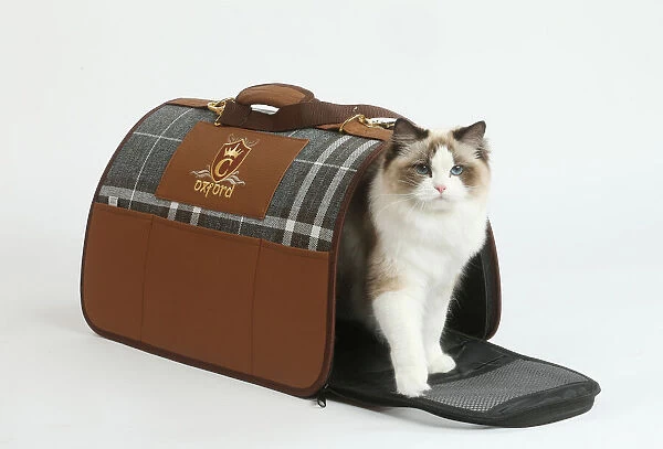 Ragdoll cat in a carrying box