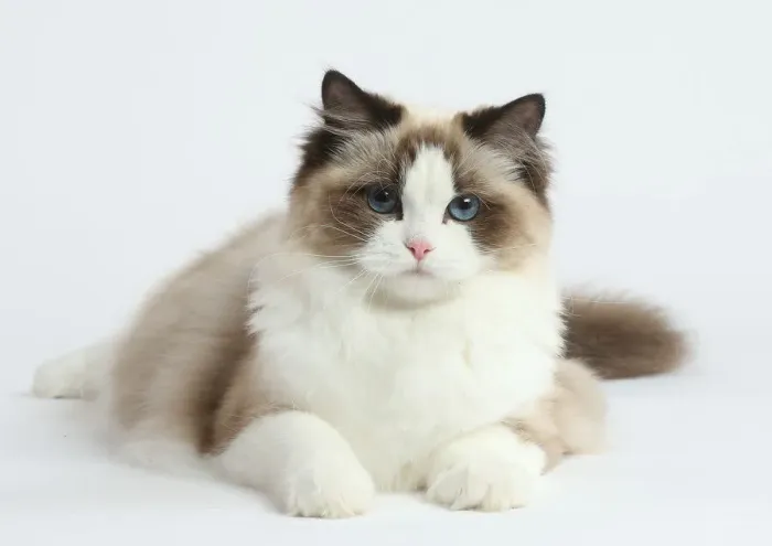 Framed Print : Ragdoll cat in the studio Framed Print : Ragdoll cat in the studio