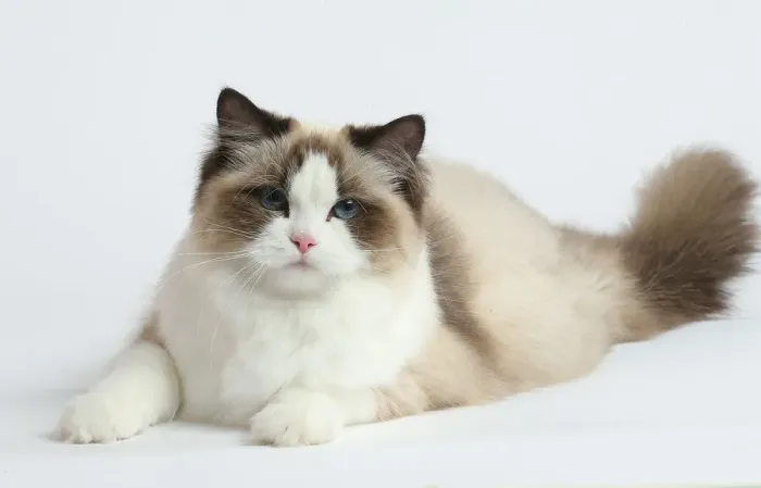 Framed Print : Ragdoll cat in the studio Framed Print : Ragdoll cat in the studio