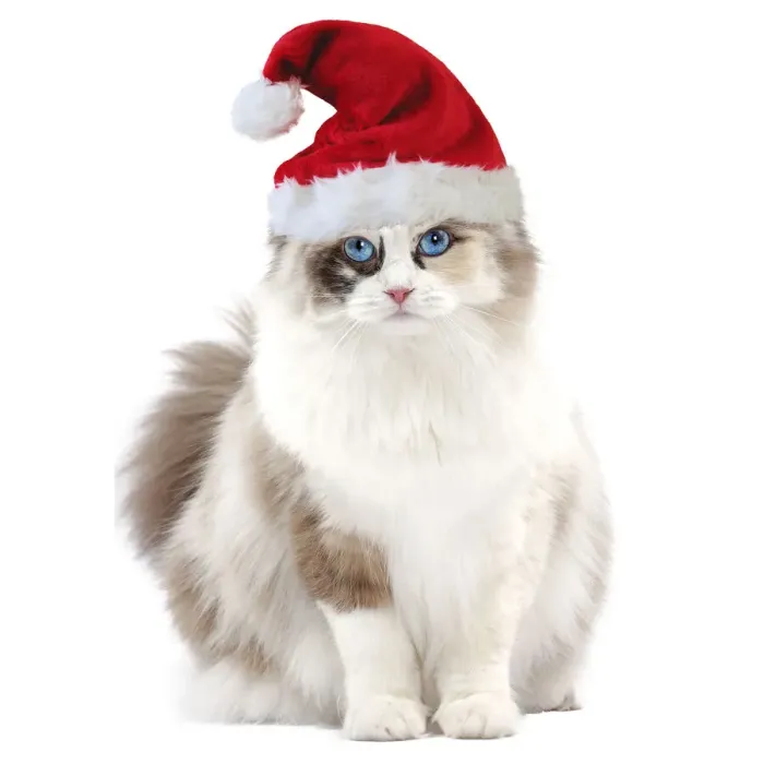 Framed Print : Ragdoll Cat - 10 month old kitten wearing Christmas hat Framed Print : Ragdoll Cat - 10 month old kitten wearing Christmas hat