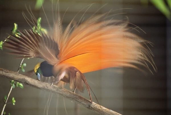 Raggiana Bird of Paradise - male displaying. Low mountain forests of Papua New Guinea