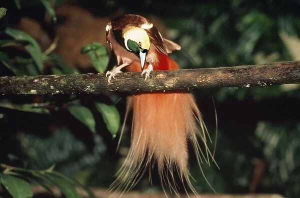 Raggiana Bird of Paradise Papua New Guinea