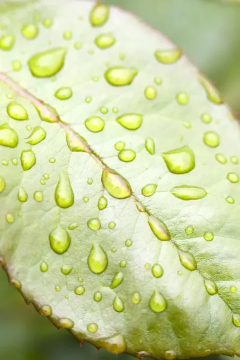 Framed Print : Rain Drops on Rose Leaf Framed Print : Rain Drops on Rose Leaf