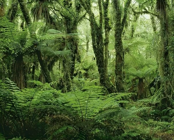 Rain Forest JPF 7918 Formed of Kamahi tree fern, New Zealand South Island Westland National Park Minnehaha walk near Fox Glacier township. Cyathea smithii © Jean-Paul Ferrero  /  ARDEA LONDON