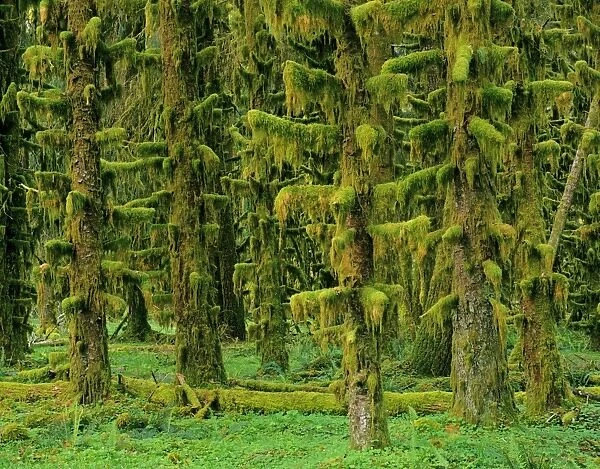 Rain Forest - moss covered Sitka Spruce Trees Olympic National Park, Washington, USA. SX761